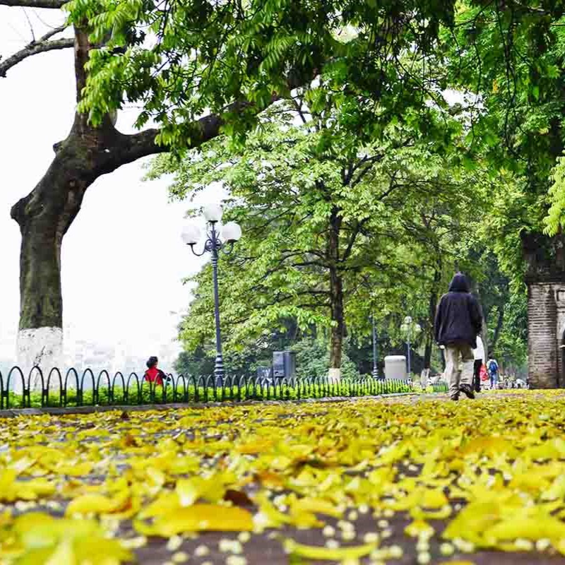 Hà Nội Mùa Hoa Sấu