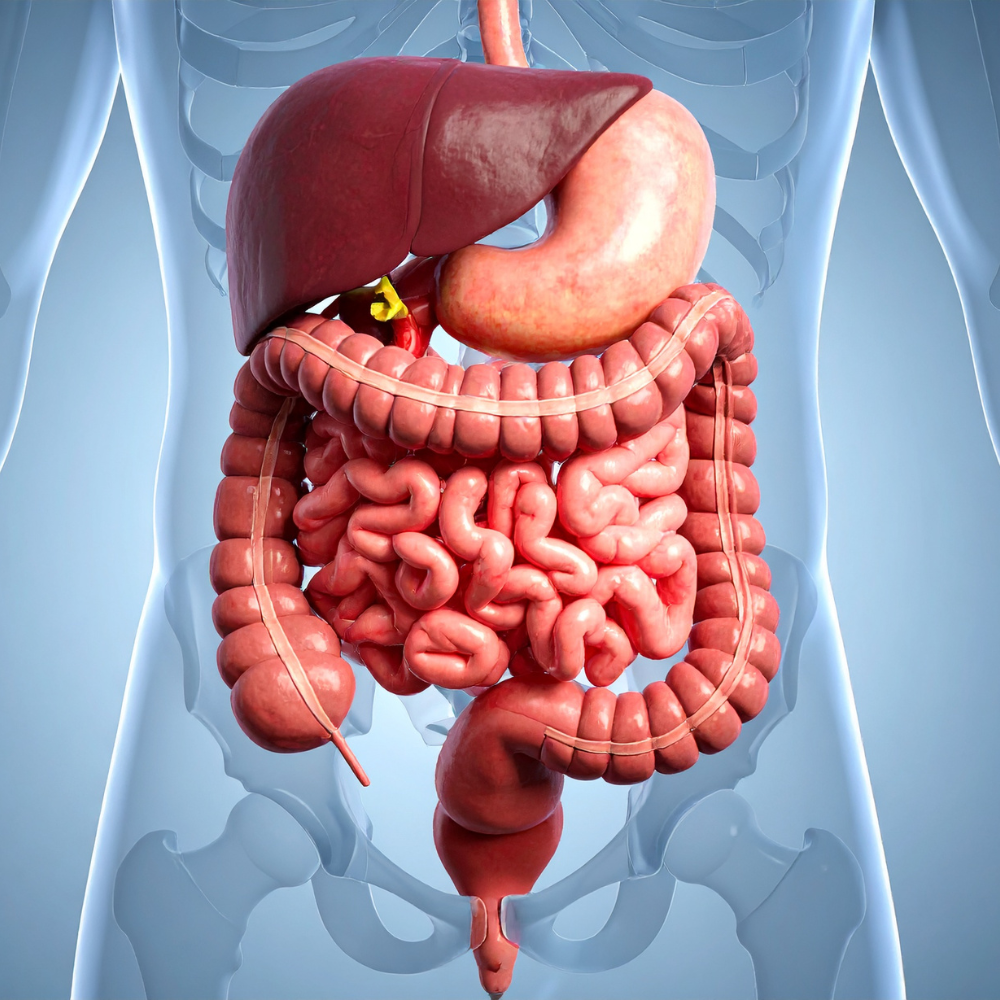 Người Bị Gan Nhiễm Mỡ Nên Kiêng Gì ?