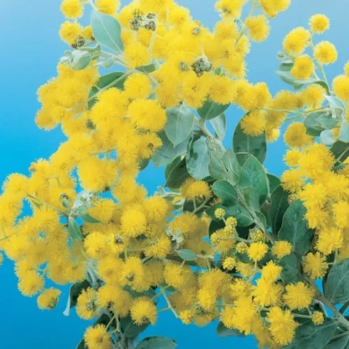 Mimosa " Vàng Bạc Có Nhau"