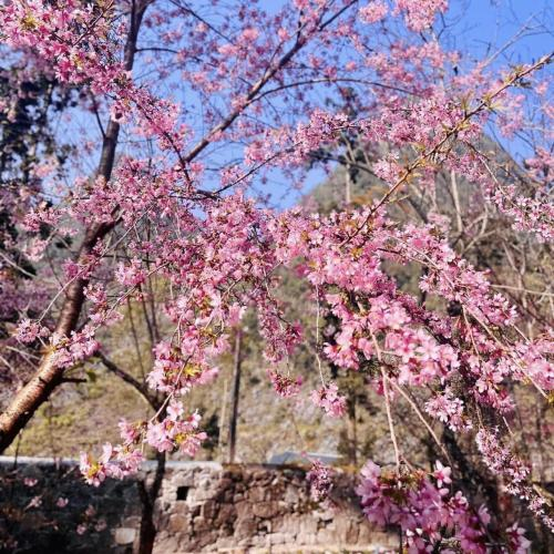 Mùa Hoa Anh Đào ... Nhé!