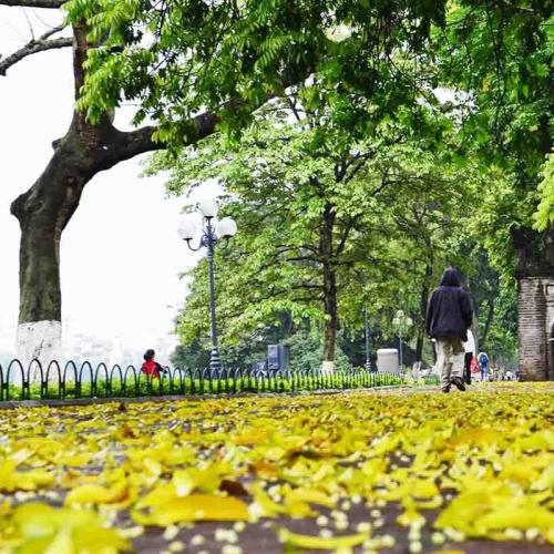 Hà Nội Mùa Hoa Sấu