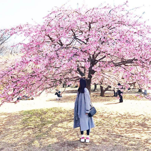 Bạn Nên Du Lịch Nhật Bản Mùa Nào Đẹp Nhất?