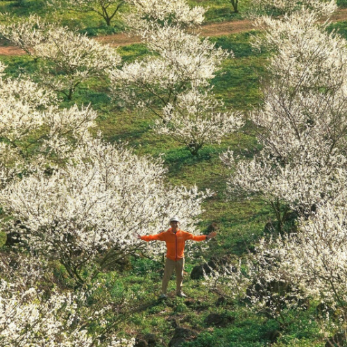 Vùng Tây Bắc Hoa Mận Nở Trắng Trời Tháng 3