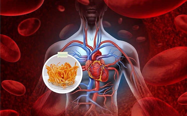 Tác dụng của nấm Đông Trùng Hạ Thảo