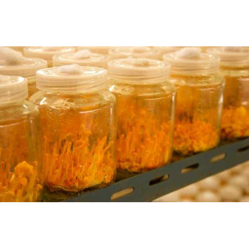 Cách dùng đông trùng hạ thảo