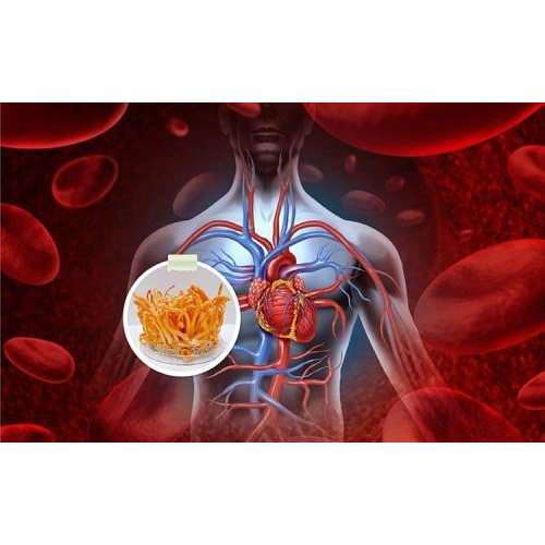 Tác dụng của nấm Đông Trùng Hạ Thảo