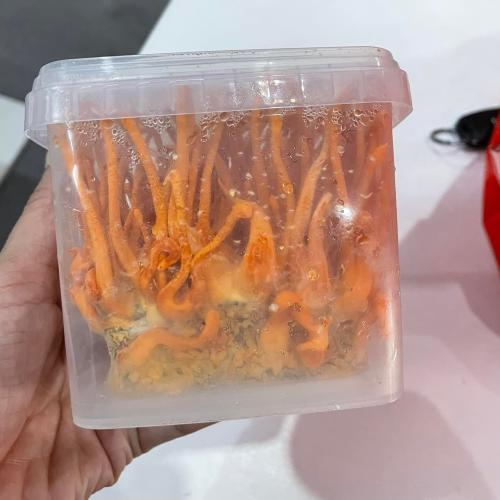 Nguồn Góc Nấm Đông Trùng Hạ Thảo