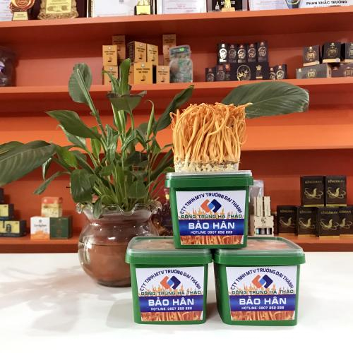 Nấm Đông Trùng Hạ Thảo Là Gì?