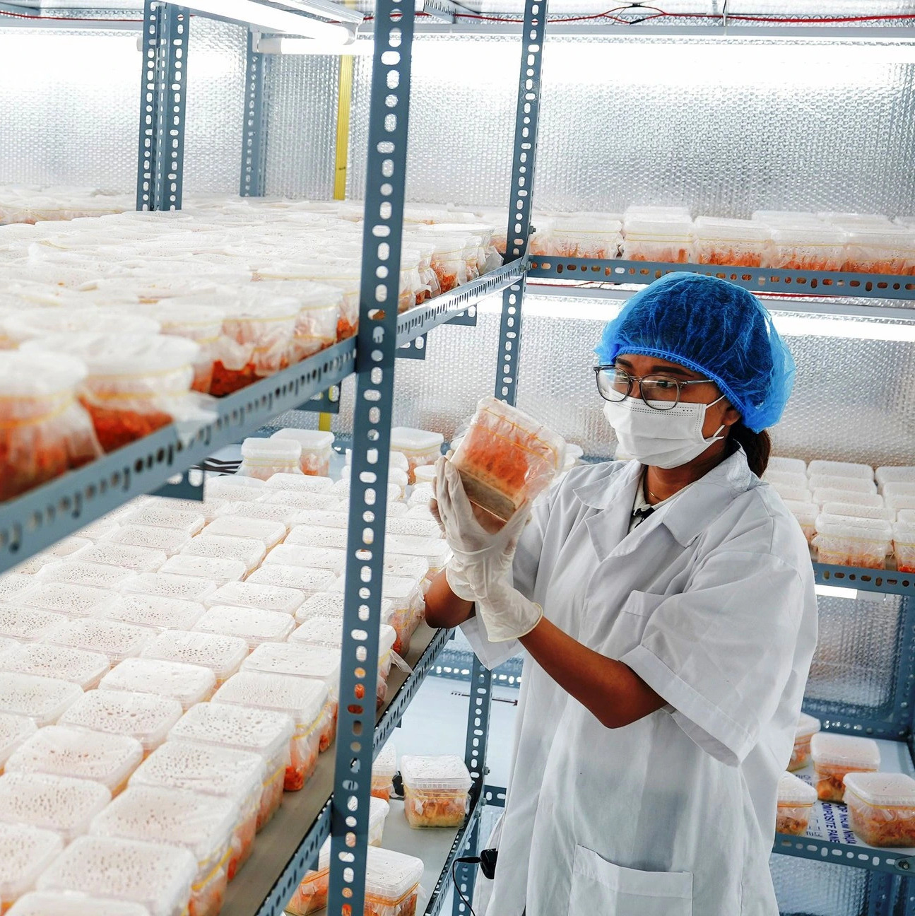 1. Cách Nuôi Đông Trùng Hạ Thảo