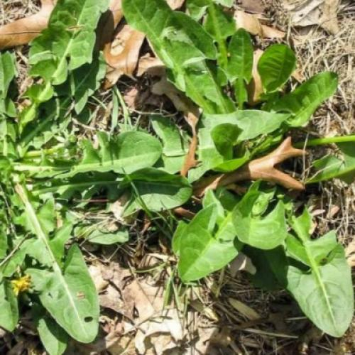 Loại Cỏ Dại Mọc Hoang Khắp Nơi Ít Người Biết Là Thuốc Phòng Chống Ung Thư, Hạ Đường Huyết, Tốt Cho Gan