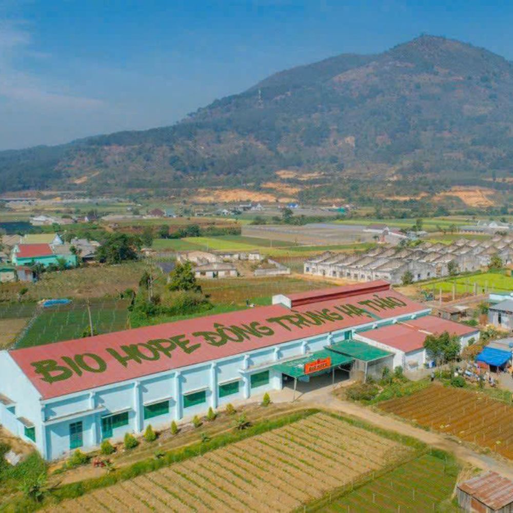 5 Tiêu Chí Giúp Bạn Chọn Đông Trùng Hạ Thảo Chất Lượng – Tránh Mất Tiền Oan!