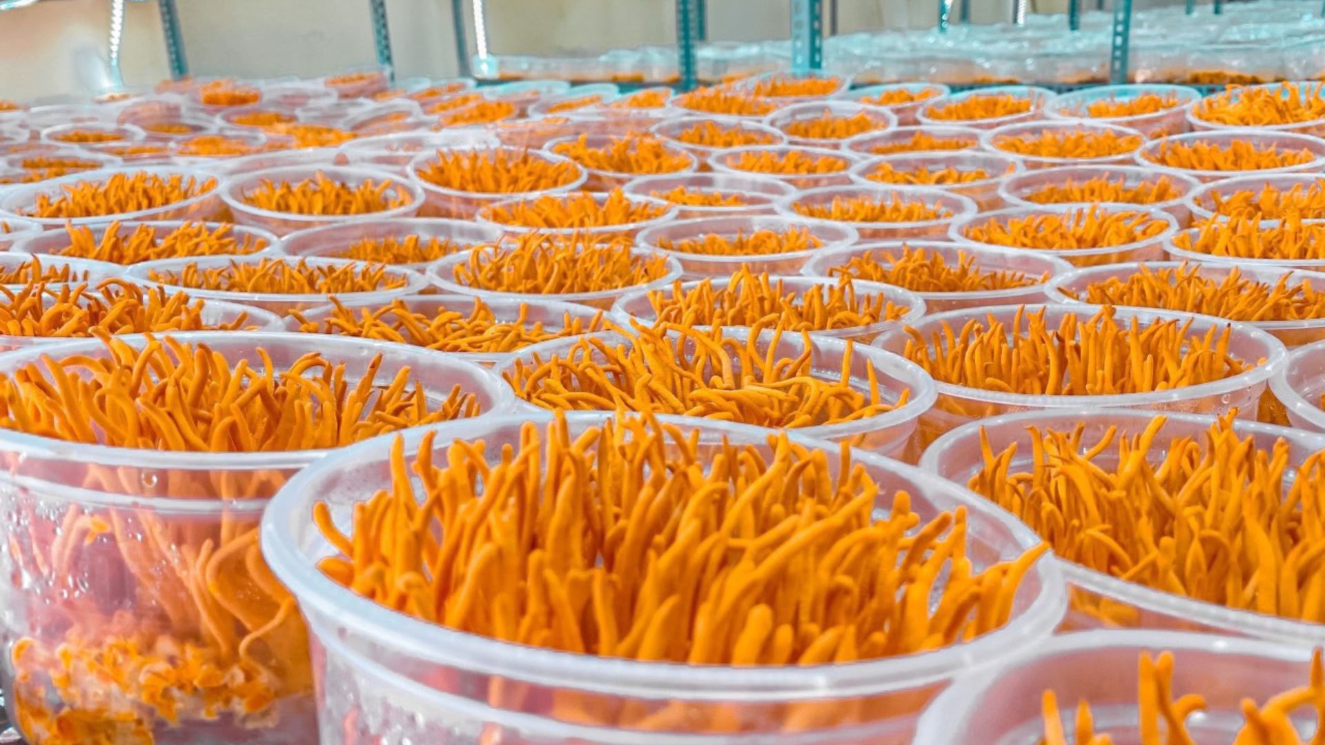 3. Cordyceps militaris – Đông trùng hạ thảo nuôi trồng