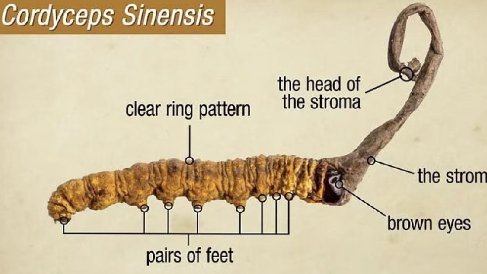 1. Giới thiệu chung