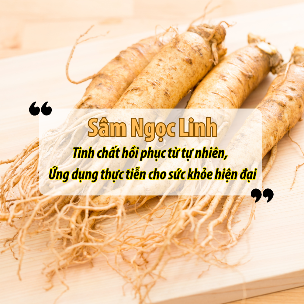 Sâm Ngọc Linh – Tinh Chất Hồi Phục Từ Tự Nhiên, Ứng Dụng Thực Tiễn Cho Sức Khỏe Hiện Đại