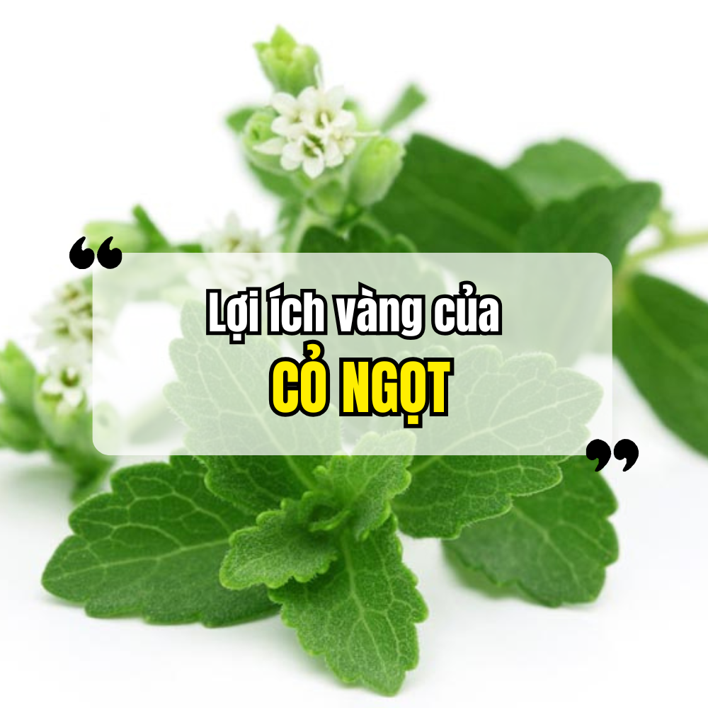 Lợi Ích Vàng Cỏ Ngọt Đem Lại Cho Sức Khỏe