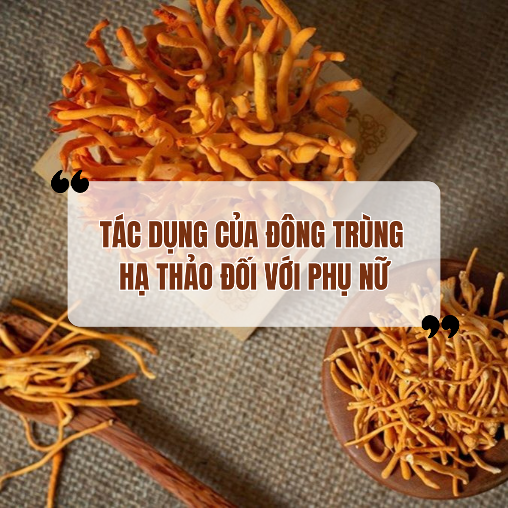 Đông Trùng Hạ Thảo Có Tác Dụng Gì Với Phụ Nữ?
