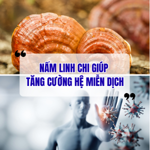 Nấm Linh Chi Giúp Tăng Cường Miễn Dịch Như Thế Nào?
