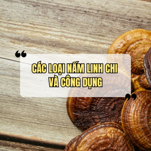 Các Loại Nấm Linh Chi Và Công Dụng