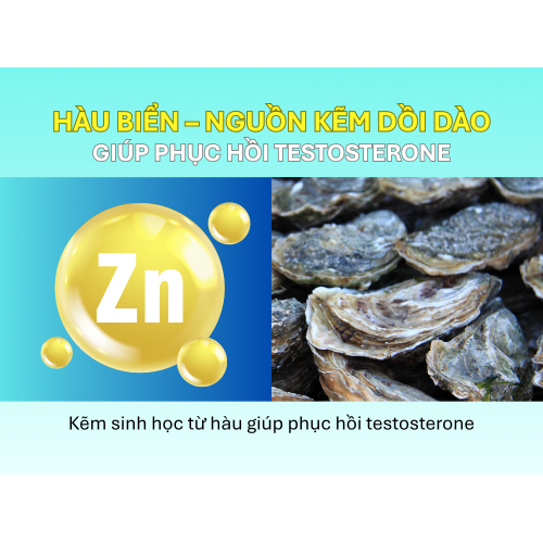 1. Hàu biển – nguồn kẽm dồi dào giúp phục hồi testosterone
