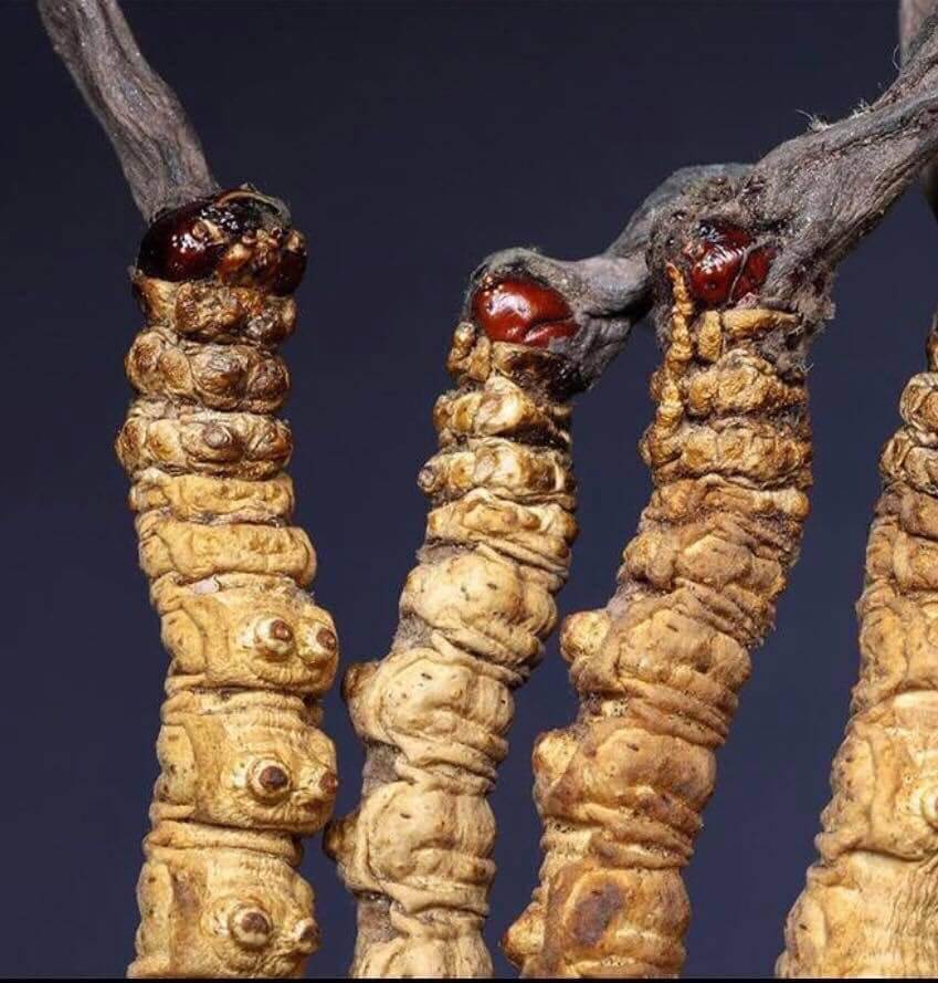 Video giới thiệu sản phẩm