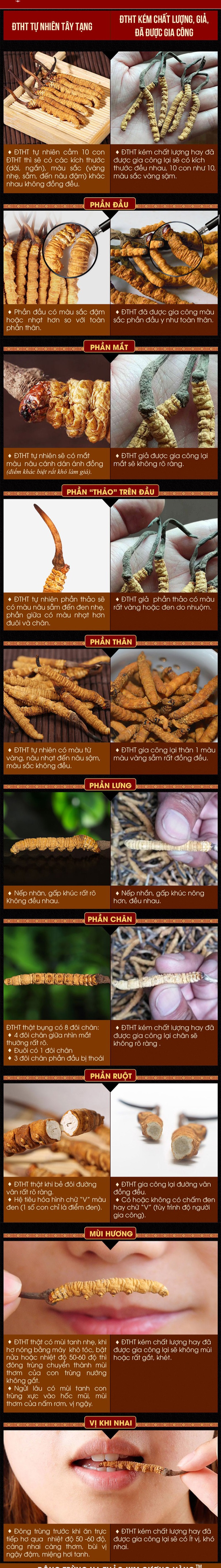 Cách phân biệt đông trùng hạ thảo đơn giản