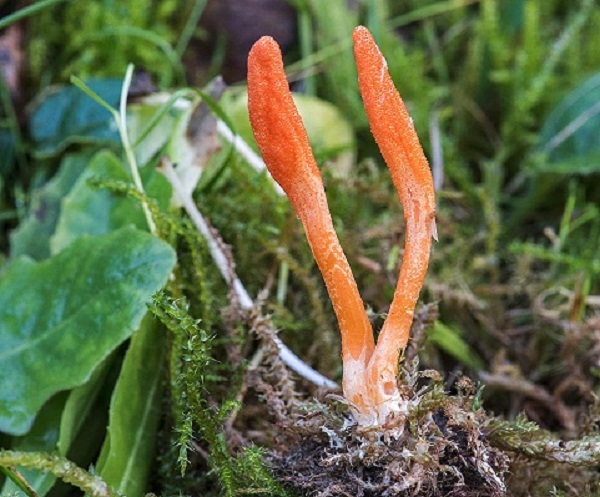 Kinh nghiệm chọn đông trùng hạ thảo chất lượng