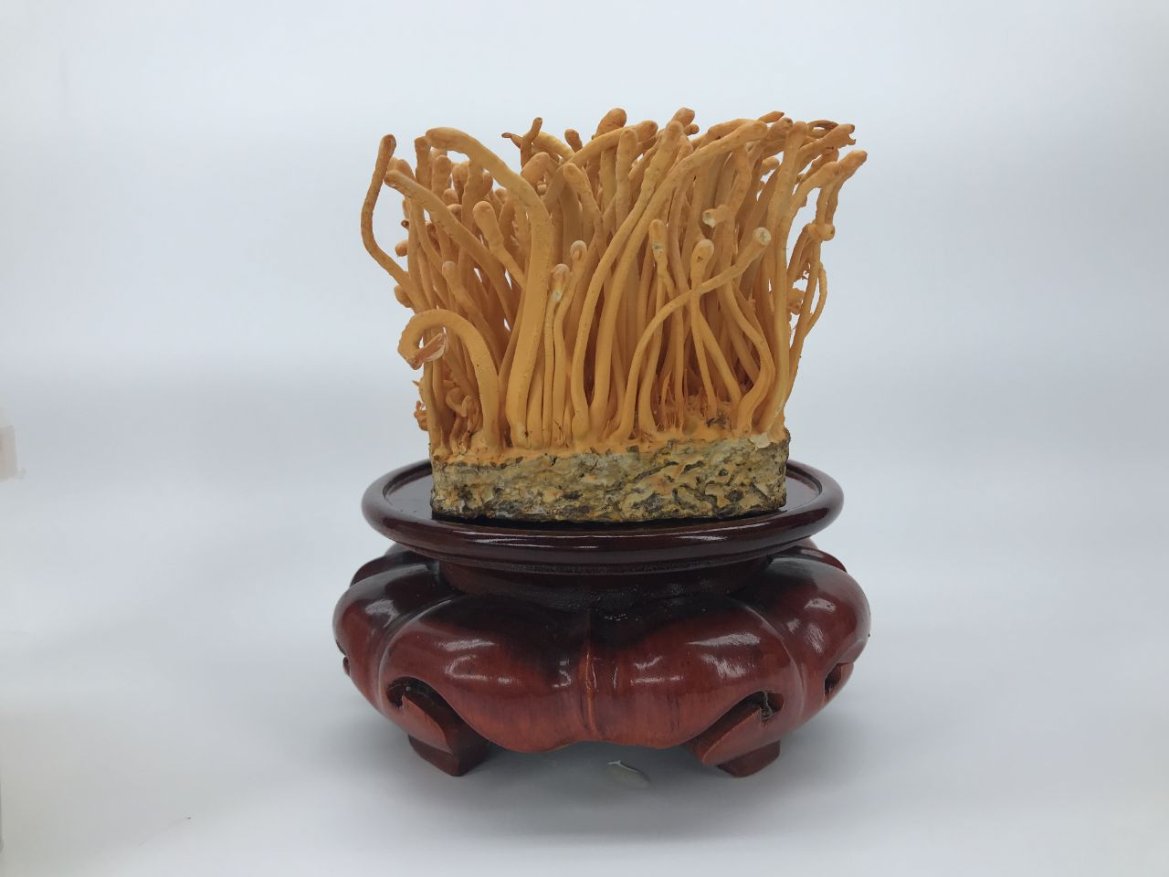 Những lưu ý khi dùng đông trùng hạ thảo chưng cùng yến sào