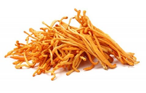 Mua nấm đông trùng nơi nào uy tín?