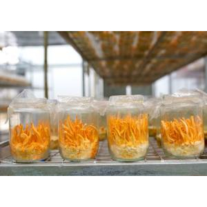 Phái mạnh chú ý khi sử dụng đông trùng hạ thảo