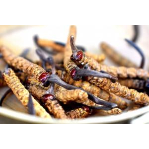 Tìm hiểu chung về đông trùng hạ thảo 