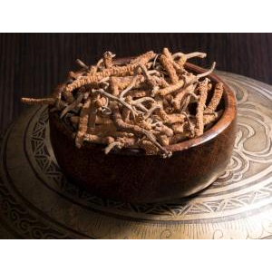 Đông trùng hạ thảo dược liệu quý