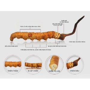 Video cách nhận biết đông trùng hạ thảo thật và giả