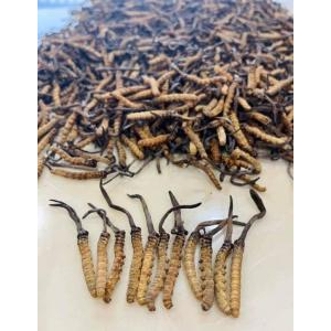 Tổng quan về đông trùng hạ thảo