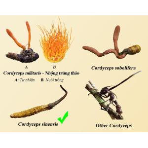 Đông trùng hạ thảo tự nhiên