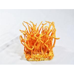 Video kinh nghiệm phân biệt nấm đông trùng hạ thảo giả