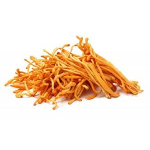 Mua nấm đông trùng nơi nào uy tín?