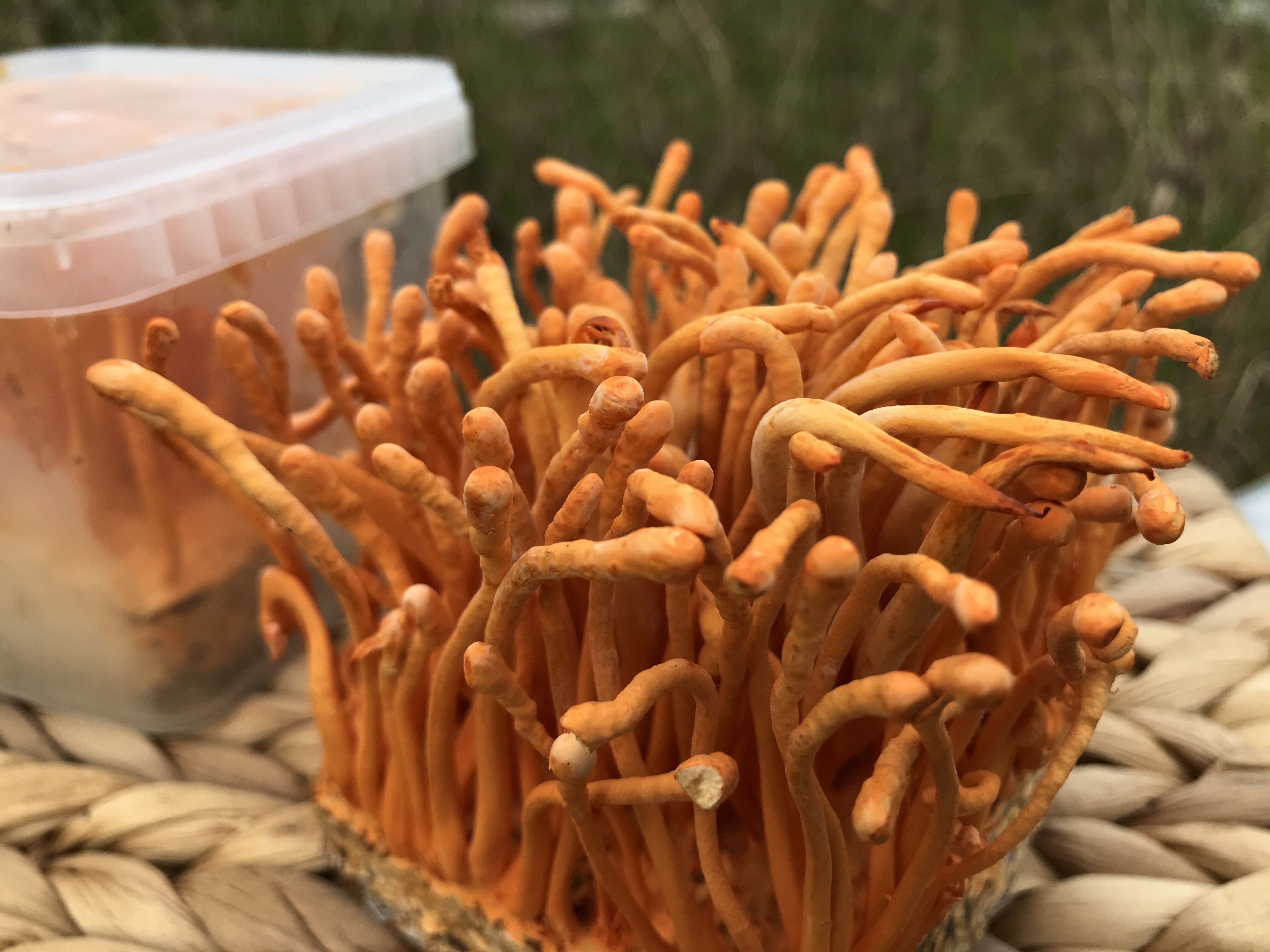 Nấm Đông Trùng Hạ Thảo Là Gì?