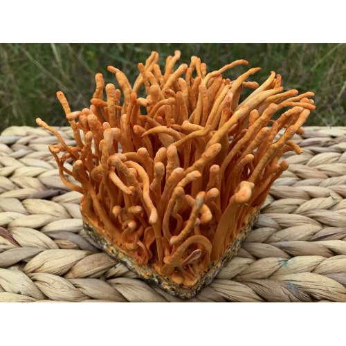 Tác Dụng Của Nấm Đông Trùng Hạ Thảo