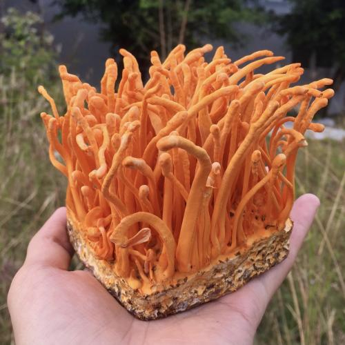 Nấm Đông Trùng Hạ Thảo Tươi