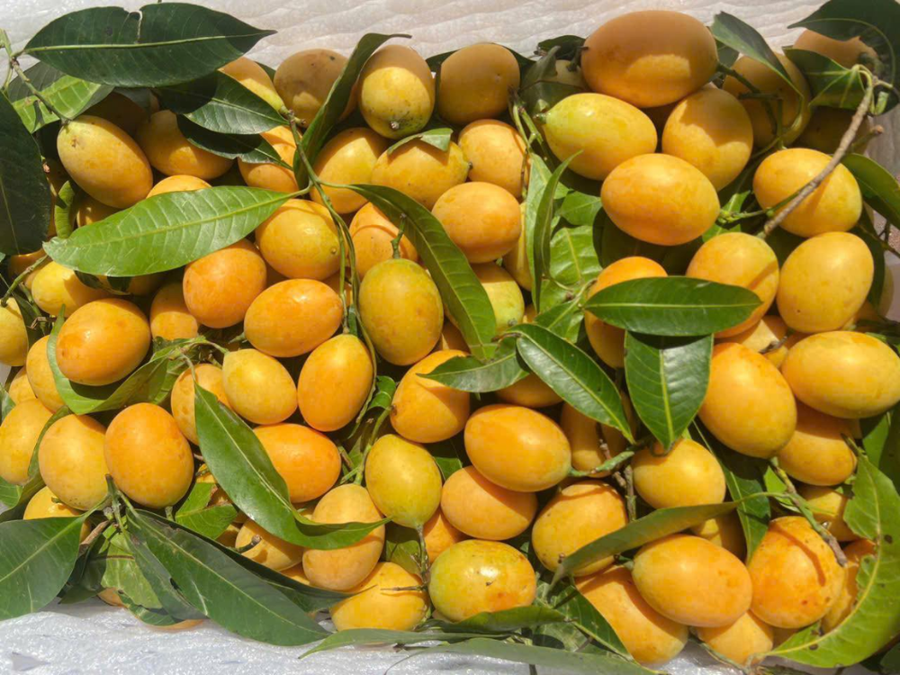 Trái Thanh Trà là gì?