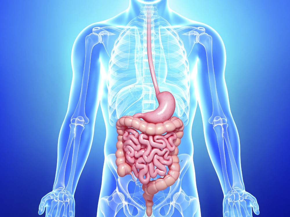 4. Hỗ trợ hệ tiêu hóa và thanh lọc cơ thể