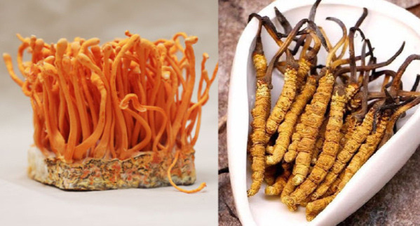 Sự hình thành của Đông Trùng Hạ Thảo