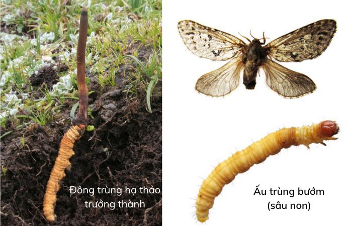 Nguồn gốc & đặc điểm