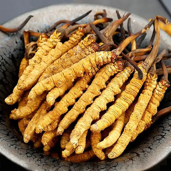 Đông Trùng Hạ Thảo – Bí Quyết Vàng Cho Sức Khỏe Toàn Diện