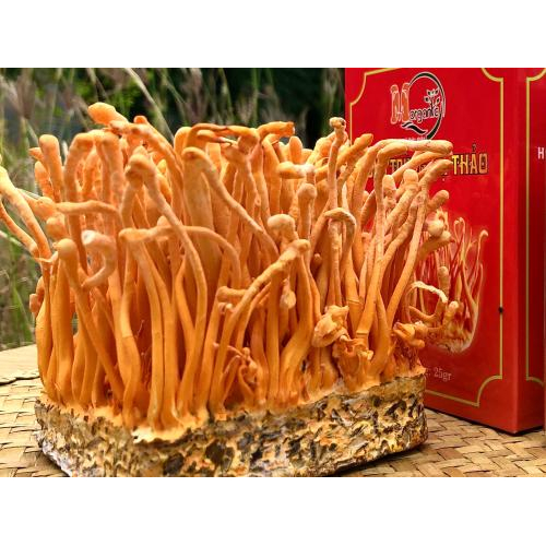 Nguồn gốc, xuất xứ