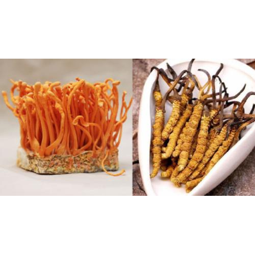 Sự hình thành của Đông Trùng Hạ Thảo