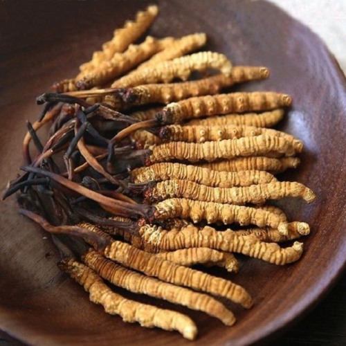 Lợi Ích Của Đông Trùng Hạ Thỏa