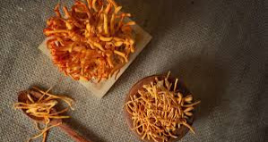 Cách sản xuất Đông trùng hạ thảo (không nuôi cấy)