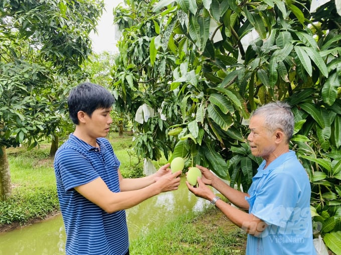 Xoài Tịnh Thới đi khắp muôn nơi