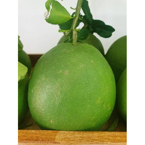 Mua sản phẩm ngay